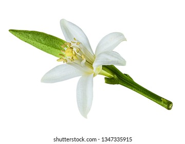 Mandarin Flower Images Stock Photos Vectors Shutterstock