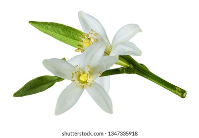 Mandarin Flower Images Stock Photos Vectors Shutterstock