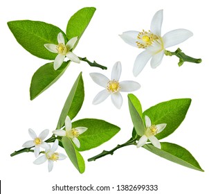 161,096 Lemon Flower Images, Stock Photos & Vectors | Shutterstock