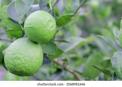 Fresh lemon on the branches has a smoky flavor and is used as an ingredient in Asian dishes. blurry green background