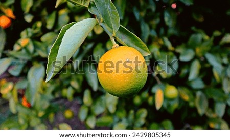 Fresh lemon on the tree with green and yellow colures 