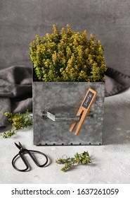 Fresh Lemon Thyme Herb In Metal Pot With Wooden Plant Label. Healthy Cooking Concept. Selective Focus.