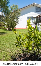 Fresh Lemon Tree In A Backyard [selective Focus]