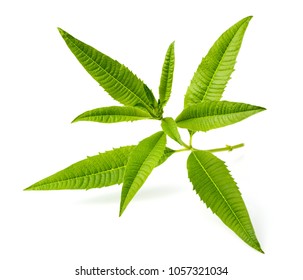 Fresh Lemon Verbena Leaves Isolated On White