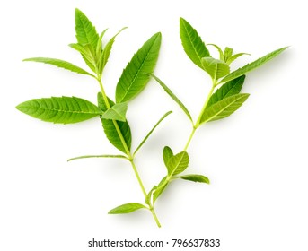 Fresh Lemon Verbena Leaves Isolated On White