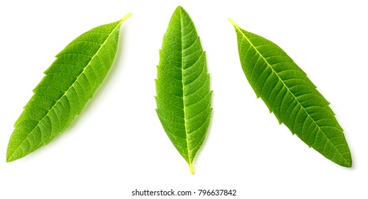 Fresh Lemon Verbena Leaves Isolated On White