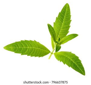 Fresh Lemon Verbena Leaves Isolated On White