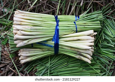 Fresh lemongrass in the garden is trimmed before being sold.