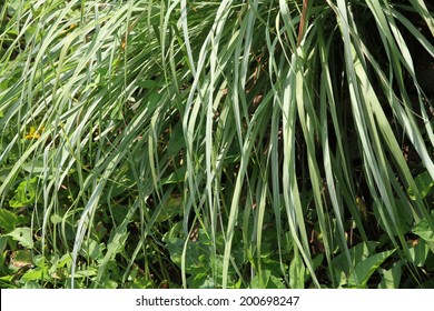 Fresh Lemongrass Growing.