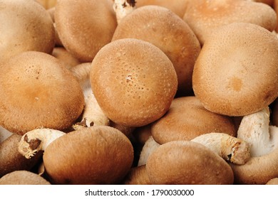 Fresh Lentinus Edodes Mushroom  ，food Background