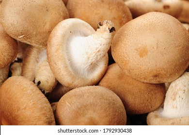 Fresh Lentinus Edodes Mushroom  ，food Background