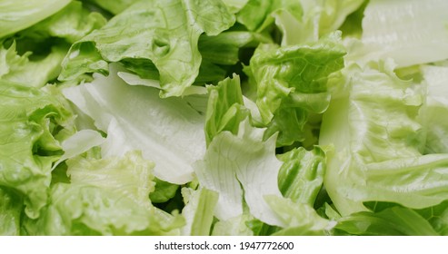 Fresh Lettuce Green Leave Salad
