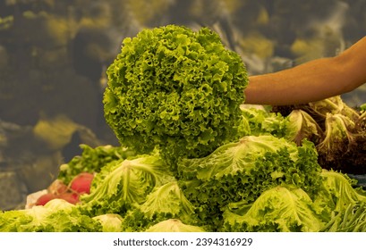 Fresh lettuce in the hands of the seller at the market - Shutterstock ID 2394316929