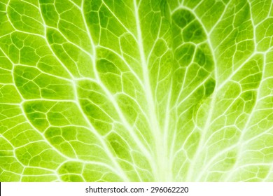 Fresh Lettuce Leaf Closeup. Food Background