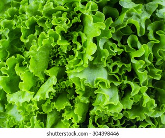 Fresh Lettuce Leaves, Close Up.