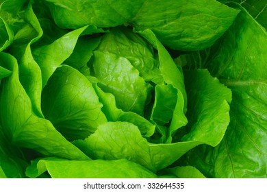 Fresh Lettuce Leaves, Close Up.