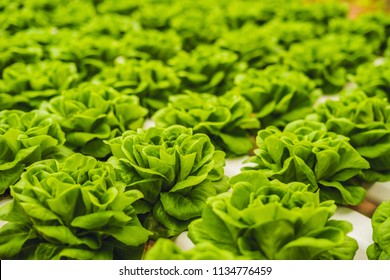 Fresh lettuce leaves, close up.,Butterhead Lettuce salad plant, hydroponic vegetable leaves. Organic food ,agriculture and hydroponic conccept.