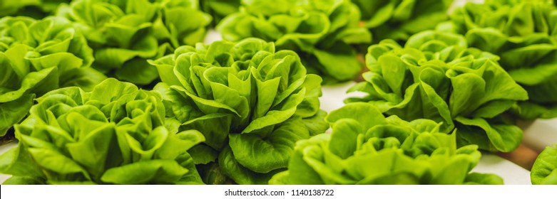 Fresh lettuce leaves, close up.,Butterhead Lettuce salad plant, hydroponic vegetable leaves. Organic food ,agriculture and hydroponic conccept. BANNER long format