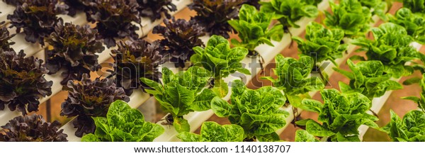 Fresh lettuce\
leaves, close up.,Butterhead Lettuce salad plant, hydroponic\
vegetable leaves. Organic food ,agriculture and hydroponic\
conccept. BANNER long\
format