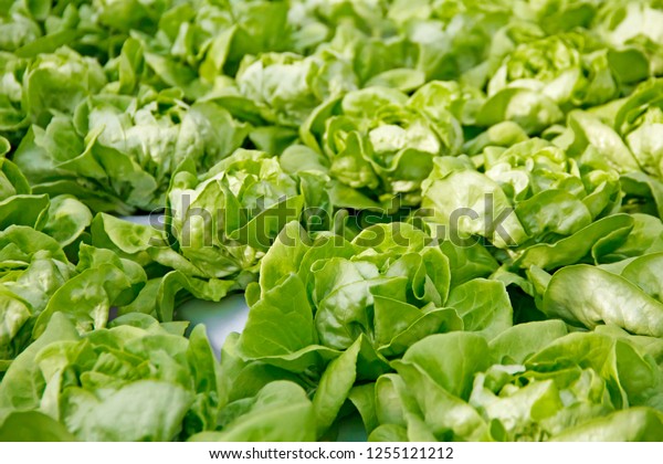 Fresh lettuce leaves, close up.,Butterhead Lettuce\
salad plant