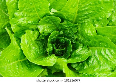 Fresh Lettuce Leaves And Heart