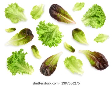 Fresh Lettuce Leaves Isolated On White Background. Pattern With Salad Leaves.