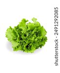 A fresh lettuce ready to use isolated on white background | fresh lettuce for burgers | fresh lettuce for salad | fresh lettuce for garnish