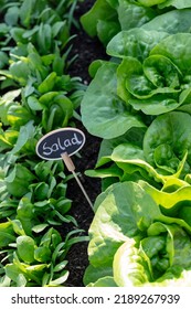 Fresh Lettuce In A Vegetable Garden.