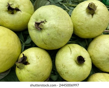 Fresh light green guavas of Pakistan