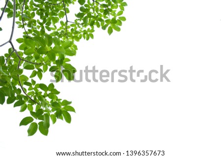 fresh light green leave isolated on white background