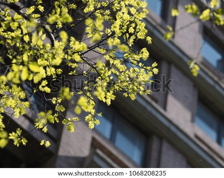 Similar – Frühling in der Stadt