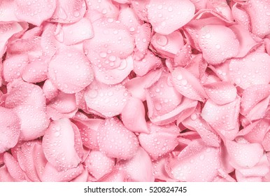 the fresh light pink rose petal background with water rain drop - Powered by Shutterstock