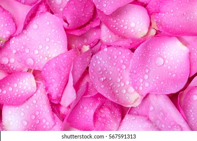 Fresh Light Pink Rose Petal Background Stock Photo Edit Now