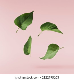 Fresh lilac beautiful green leaves falling in the air isolated on pink background. Zero gravity or levitation spring flowers conception, high resolution image
