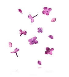 Fleur De Lilas Fraîche, Belles Fleurs Violettes Tombant Dans L'air Isolées Sur Fond Blanc. Gravité Nulle Ou Lévitation Des Fleurs Printanières Conception, Image Haute Résolution