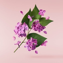 Fresh Lilac Blossom Beautiful Purple Flowers Falling In The Air Isolated On Pink Background. Zero Gravity Or Levitation Spring Flowers Conception, High Resolution Image