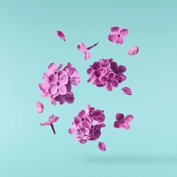 Fresh Lilac Blossom Beautiful Purple Flowers Falling In The Air Isolated On Blue  Background. Zero Gravity Or Levitation Spring Flowers Conception, High Resolution Image