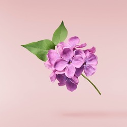 Fresh Lilac Blossom Beautiful Purple Flowers Falling In The Air Isolated On Pink Background. Zero Gravity Or Levitation Spring Flowers Conception, High Resolution Image