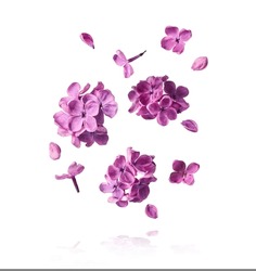 Fresh Lilac Blossom Beautiful Purple Flowers Falling In The Air Isolated On White Background. Zero Gravity Or Levitation Spring Flowers Conception, High Resolution Image