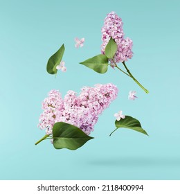 Fresh lilac blossom beautiful purple flowers falling in the air isolated on blue  background. Zero gravity or levitation spring flowers conception, high resolution image - Shutterstock ID 2118400994