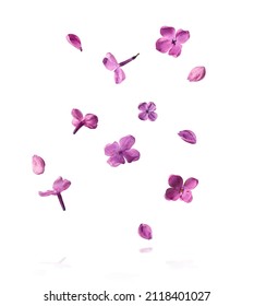 Fresh lilac blossom beautiful purple flowers falling in the air isolated on white background. Zero gravity or levitation spring flowers conception, high resolution image - Shutterstock ID 2118401027