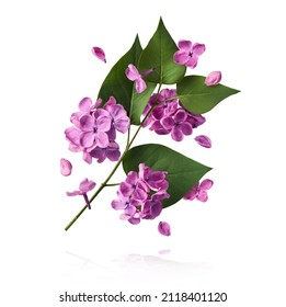 Fresh lilac blossom beautiful purple flowers falling in the air isolated on white background. Zero gravity or levitation spring flowers conception, high resolution image