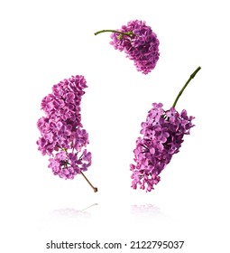 Fresh lilac blossom beautiful purple flowers falling in the air isolated on white background. Zero gravity or levitation spring flowers conception, high resolution image - Shutterstock ID 2122795037