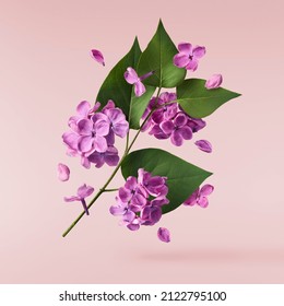Fresh lilac blossom beautiful purple flowers falling in the air isolated on pink background. Zero gravity or levitation spring flowers conception, high resolution image - Powered by Shutterstock