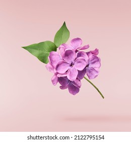 Fresh lilac blossom beautiful purple flowers falling in the air isolated on pink background. Zero gravity or levitation spring flowers conception, high resolution image - Shutterstock ID 2122795154