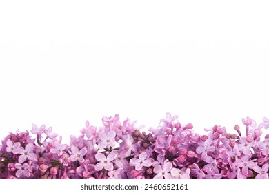 Flores lilas frescas y