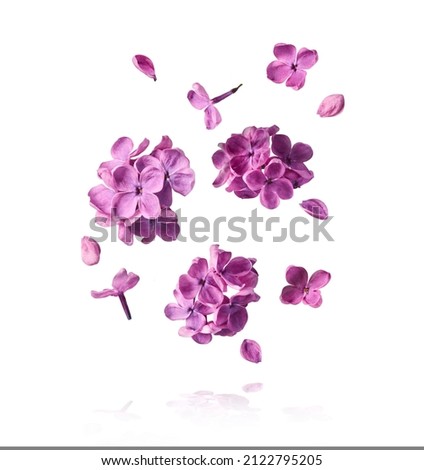 Fresh lilac blossom beautiful purple flowers falling in the air isolated on white background. Zero gravity or levitation spring flowers conception, high resolution image