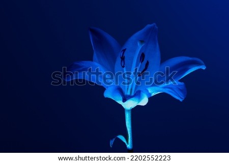 Fresh lily flower with delicate petals illuminated with bright neon light against blue background