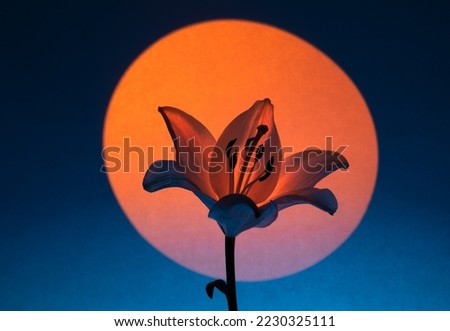 Fresh lily flower illuminated with spot of orange neon light of round shape against blue background