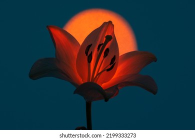Fresh lily flower with petal illuminated with spot of orange neon light against dark blue background - Shutterstock ID 2199333273